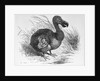 Engraving of a Dodo Bird by Anonymous