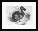 Engraving of a Dodo Bird by Anonymous
