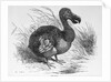 Engraving of a Dodo Bird by Anonymous