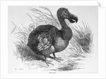Engraving of a Dodo Bird by Anonymous