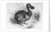 Engraving of a Dodo Bird by Anonymous