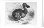 Engraving of a Dodo Bird by Anonymous