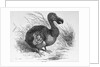Engraving of a Dodo Bird by Anonymous
