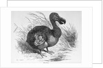 Engraving of a Dodo Bird by Anonymous