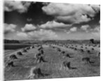 Midwestern Wheat Field at Harvest Time by Anonymous