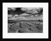 Midwestern Wheat Field at Harvest Time by Anonymous
