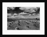 Midwestern Wheat Field at Harvest Time by Anonymous