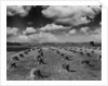 Midwestern Wheat Field at Harvest Time by Anonymous