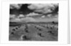 Midwestern Wheat Field at Harvest Time by Anonymous