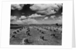 Midwestern Wheat Field at Harvest Time by Anonymous