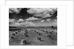 Midwestern Wheat Field at Harvest Time by Anonymous
