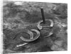 Horseshoes Around Pole by Anonymous