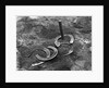 Horseshoes Around Pole by Anonymous