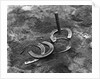 Horseshoes Around Pole by Anonymous