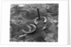 Horseshoes Around Pole by Anonymous