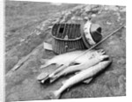 Catch of Trout by Anonymous