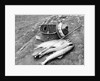 Catch of Trout by Anonymous