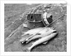 Catch of Trout by Anonymous