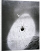 Close-Up Of A Fly & Spider In A Web by Anonymous