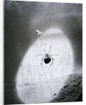 Close-Up Of A Fly & Spider In A Web by Anonymous