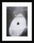 Close-Up Of A Fly & Spider In A Web by Anonymous