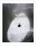 Close-Up Of A Fly & Spider In A Web by Anonymous