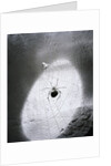 Close-Up Of A Fly & Spider In A Web by Anonymous