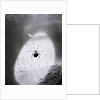 Close-Up Of A Fly & Spider In A Web by Anonymous
