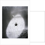 Close-Up Of A Fly & Spider In A Web by Anonymous