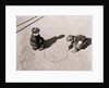 Boys Playing Marbles by Anonymous
