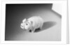 Close-Up of a Piggy Bank by Anonymous