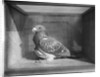 Carrier Pigeon Used in an Experiment by Anonymous