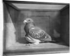Carrier Pigeon Used in an Experiment by Anonymous