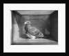 Carrier Pigeon Used in an Experiment by Anonymous