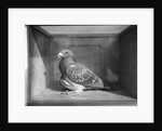 Carrier Pigeon Used in an Experiment by Anonymous