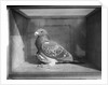 Carrier Pigeon Used in an Experiment by Anonymous