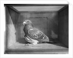 Carrier Pigeon Used in an Experiment by Anonymous