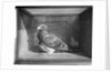 Carrier Pigeon Used in an Experiment by Anonymous