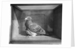 Carrier Pigeon Used in an Experiment by Anonymous