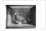 Carrier Pigeon Used in an Experiment by Anonymous