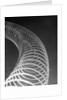 Slinky Toy by Anonymous