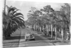 Couple Ride In Car/Tree-Lined Street by Anonymous