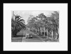 Couple Ride In Car/Tree-Lined Street by Anonymous