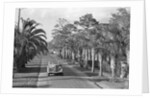 Couple Ride In Car/Tree-Lined Street by Anonymous