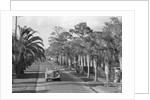 Couple Ride In Car/Tree-Lined Street by Anonymous