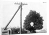 Hole In Tree Allows Telephone Wires Thru by Anonymous