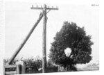 Hole In Tree Allows Telephone Wires Thru by Anonymous