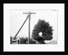 Hole In Tree Allows Telephone Wires Thru by Anonymous