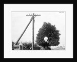 Hole In Tree Allows Telephone Wires Thru by Anonymous