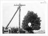 Hole In Tree Allows Telephone Wires Thru by Anonymous